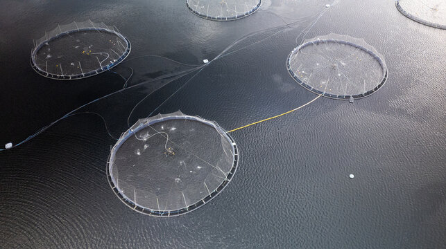 Aerial view of a salmon fish farm with circular pens floating in the dark water of a loch in Ardgour, Scotland, United Kingdom.