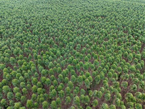 Aerial view of a eucaliptus plantation farm