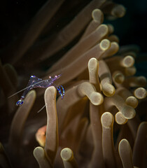 Cleaner shrimp and Bubble-tip Anemone (Entacmaea quadricolor) on the Citrus Ridge divesite, Dampier Straits, Indonesia © timsimages.uk