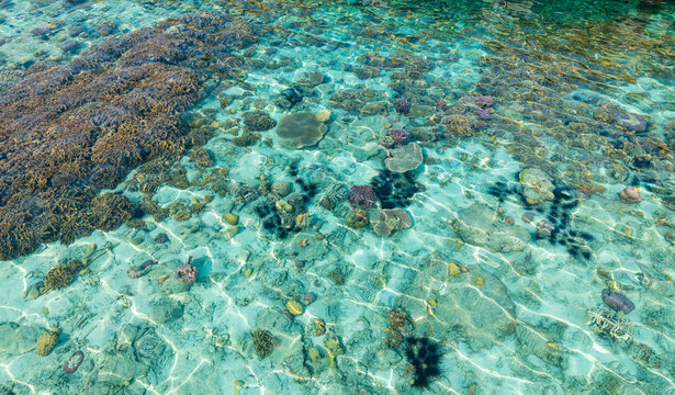 Aerial view of a vibrant coral reef with diverse marine life, sea urchins, and clear turquoise water in Karimunjawa, Central Java, Indonesia.
