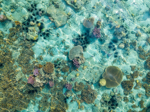 Aerial view of a vibrant coral reef with diverse coral formations, sea urchins, and clear turquoise water in Karimunjawa, Central Java, Indonesia.