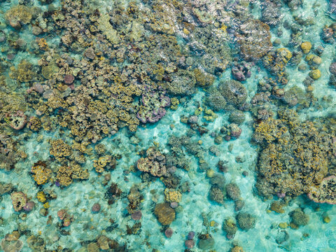 Aerial view of a vibrant coral reef with diverse marine life and clear turquoise water in Karimunjawa, Central Java, Indonesia.