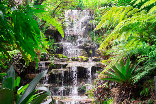 Beautiful tropical waterfall cascading over natural rock steps surrounded by lush green ferns and rainforest vegetation