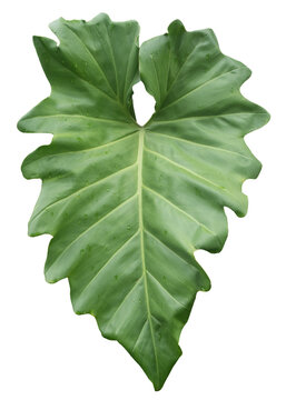Large Tropical Green Leaf Isolated on Transparent Background