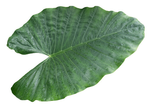 Large Green Elephant Ear Leaf Covered with Water Droplets Isolated on Transparent Background