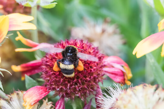 Close-up of a honey bee pollinating a vibrant red and yellow Gaillardia blanket flower