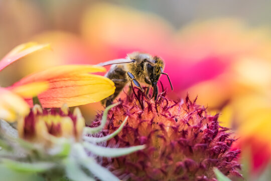Close-up of a honey bee pollinating a vibrant red and yellow Gaillardia blanket flower
