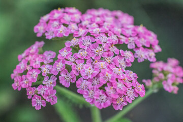Macro photograph of a pink Yarrow Achillea millefolium flower cluster in full bloom © Alin_Gabriel