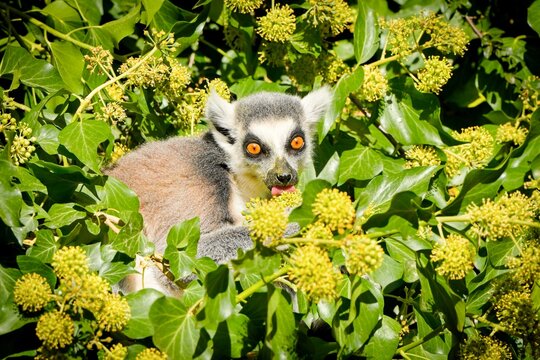 Ring-tailed lemur (Lemur catta)
lives in the treetops, leaps among the branches, and feasts on flowers and leaves.