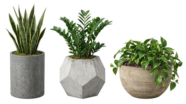 Three potted houseplants including a snake plant, a zz plant, and a pothos in grey concrete and stone planters against a white background