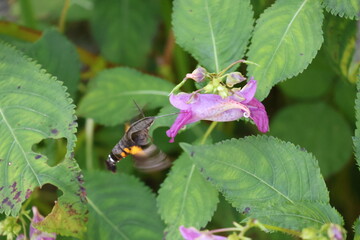 A hummingbird moth sipping nectar from a jewelweed flower © Mt. Cape