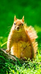 squirrel in the park © Burak