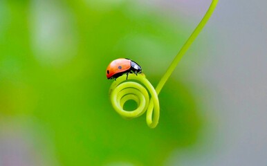 ladybug on a leaf © Burak