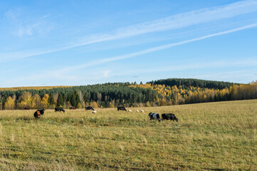 Herd of cows grazing in pasture with scenic colorful autumn forest background under blue sky. Livestock and farming concept © Elen Nika