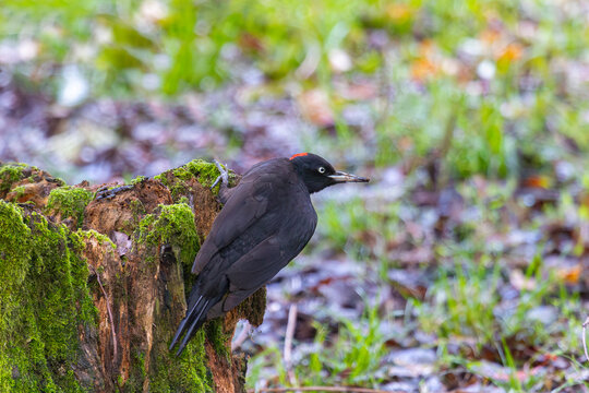 Black woodpecker sits on a tree stump in the forest on a sunny day