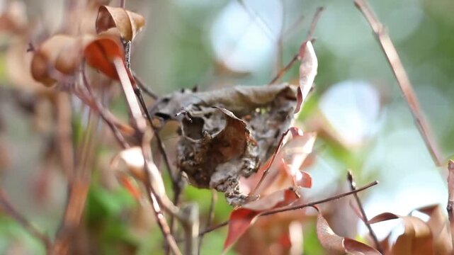 Natural camouflage of a bagworm case hidden among dry brown leaves on a tree branch, set against a blurred bokeh background.
