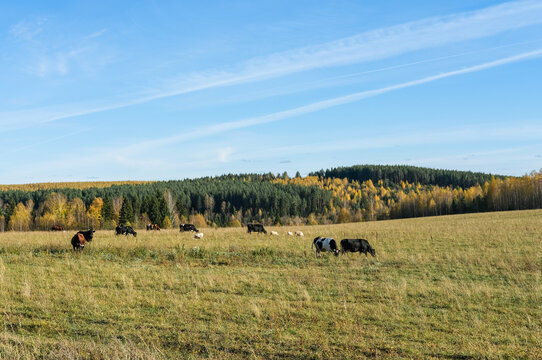 Herd of cows grazing in pasture with scenic colorful autumn forest background under blue sky. Livestock and farming concept