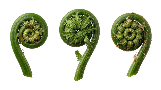 Three green fiddlehead fern fronds, coiled in spiral shapes, isolated on a white background, showing detailed textures and organic patterns