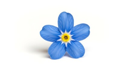 Fototapeta premium Single bright blue forget me not flower isolated on white background