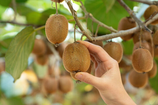 Hand pick kiwi fruit in the orchard 