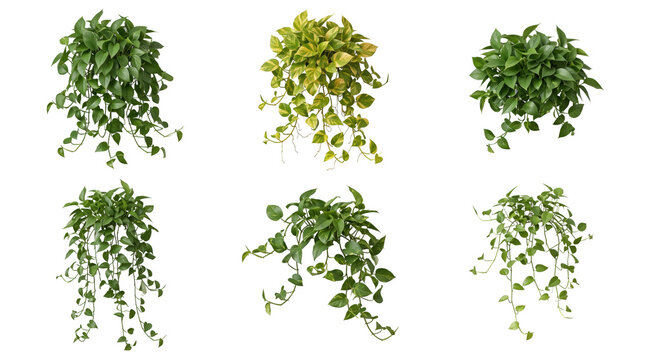 Collection of five potted hanging pothos plants with lush green and variegated yellow leaves for interior decor isolated on a transparent background