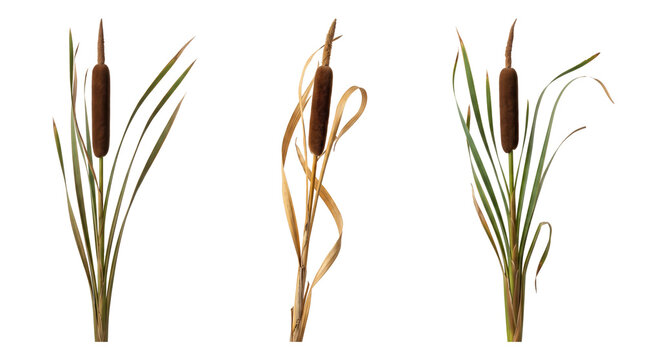 Three isolated cattail plants with brown cylindrical flower spikes and long green or dried leaves on a plain white background