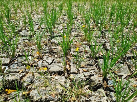 Rice plants growing in rice field experiencing drought due to long dry season,location in Sukoharjo,Central Java, Indonesia.
