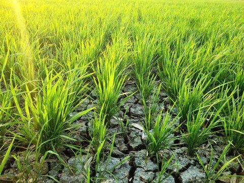 Rice plants growing in rice field experiencing drought due to long dry season,location in Sukoharjo,Central Java, Indonesia.