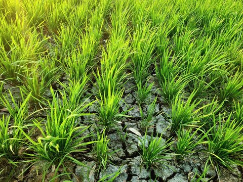 Rice plants growing in rice field experiencing drought due to long dry season,location in Sukoharjo,Central Java, Indonesia.