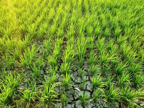 Rice plants growing in rice field experiencing drought due to long dry season,location in Sukoharjo,Central Java, Indonesia.
