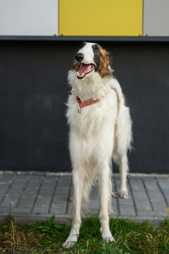 Elegant borzoi dog standing in full length outdoors, urban background. Beautiful russian wolfhound puppy posing near dark wall with yellow panel. Modern city pet lifestyle, grace concept, animal care