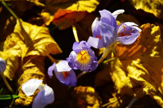 Crocus mauves et feuilles dor&eacute;es d'Automne 