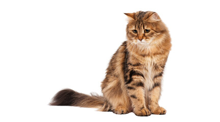 cat PNG, fluffy cat PNG, cute cat PNG, feline, mammal, pet, domestic animal, kitten, tabby cat, PNG © Tahir