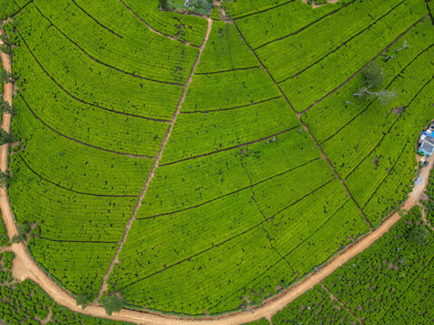 Aerial view of lush green tea plantations with neat rows of tea bushes and winding dirt paths in Nuwara Eliya, Central Province, Sri Lanka.