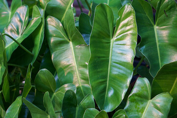 Lush green leaves dominate the frame. Natural light highlights their glossy surfaces. Each leaf has a distinct, elongated shape. Veins curve along the leaf's surface © jovinko