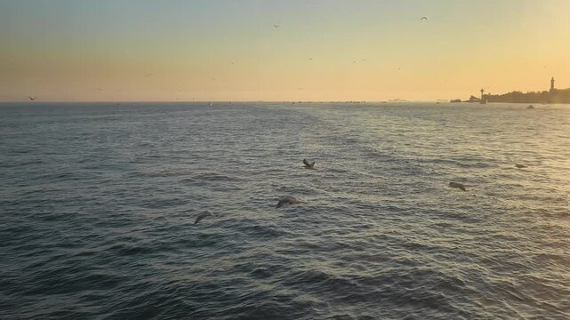 Birds flying over the ocean at sunset near a coastal location