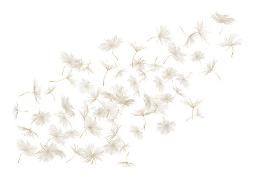 Many dandelion seeds flying in air against transparent background