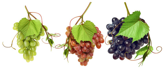 Fototapeta premium Bunches of fresh grapes against transparent background, set. Different varieties