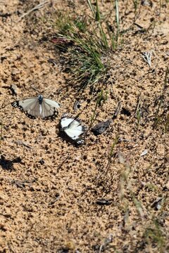 Female Caper White butterfly (Belenois java) demonstrating  sexual refractory behaviour to deter pursuing  male.