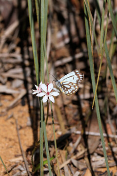 Close-up of Caper White Butterfly (Belenois java) feeding on nectar of Burchardia umbellata flower
