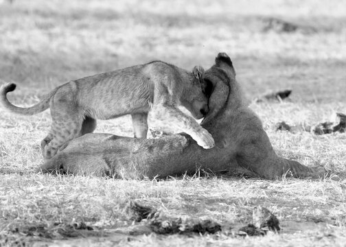 Small Lion Cub climbing on it's Mum, rubbing it's head gainst her.   There is some motion blur on the cubs head. Hwange National Park, Zimbabwe