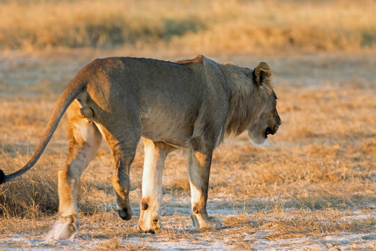 African Male lion with injured back leg, which occured due to accident as a cub.   He can only walk on three legs. Motion blur is visible on hind leg . Hwange National Park, Zimbabwe