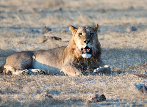 Male Lion laying on the African Plains, looking into camera, he appears to be panting as his mouth is open. Hwange National Park, Zimbabwe