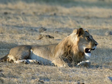 Young male Lion called Tripod resting on the African Plains.  He can only walk on three legs, and struggles to keep up with the pride, but is currently doing well,  Hwange National Park, Zimbabwe