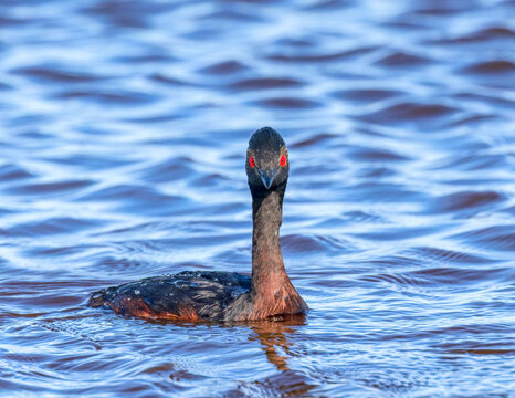 An Eared Grebe focuses his attention with his unblinking red eyes.