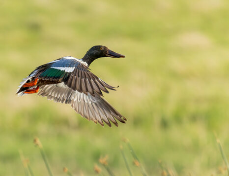 A Northern Shoveler in flight over a lush wetland.