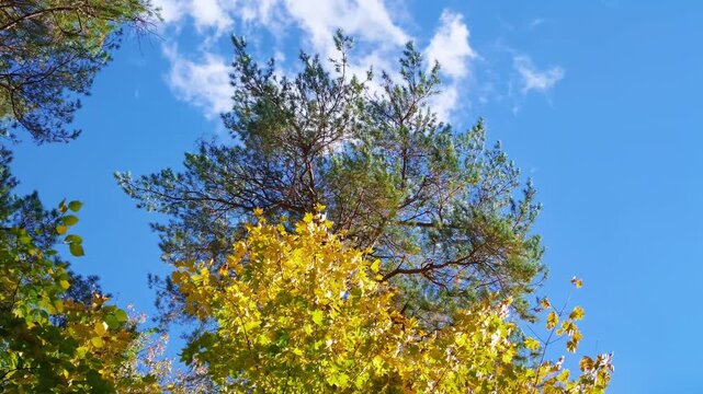 Green pine crown and yellow maple foliage seen from below against a blue sky with white clouds.