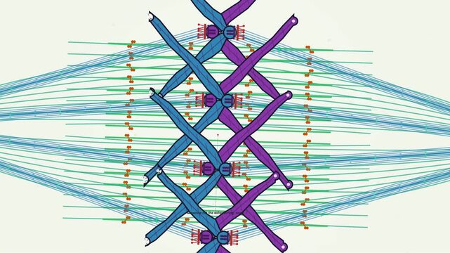 Highly detailed educational animation of cell division during mitosis anaphase illustrating chromosomes being pulled apart by spindle fibers with kinetochore motors and microtubule dynamics