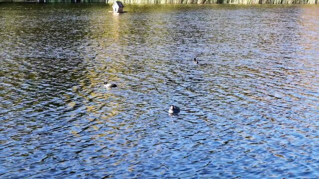 Three coots swim on a rippling lake with autumn reflections near a floating wooden duck house.