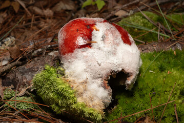 Mushrooms © MBonanza_Photography